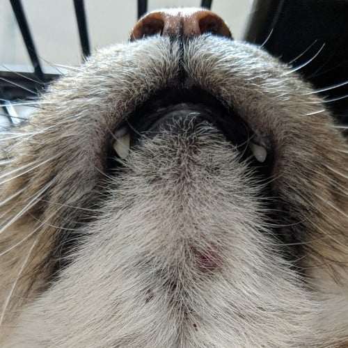 Cat Acne How to Treat and Prevent Breakouts